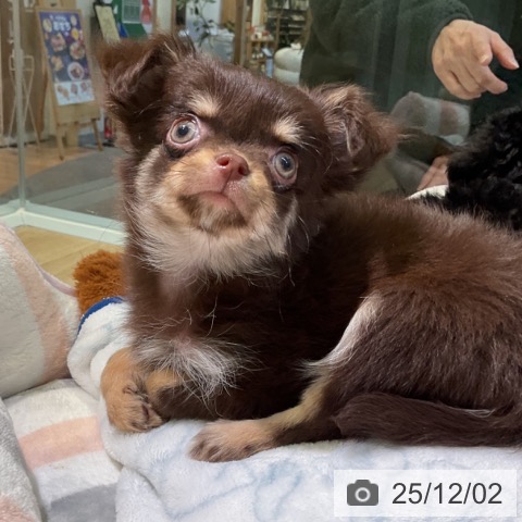 愛知県のチワワ(ロング) (ペットプラス 岡崎店/2025年9月24日生まれ/女の子/チョコレートタン)の子犬の3枚目の画像