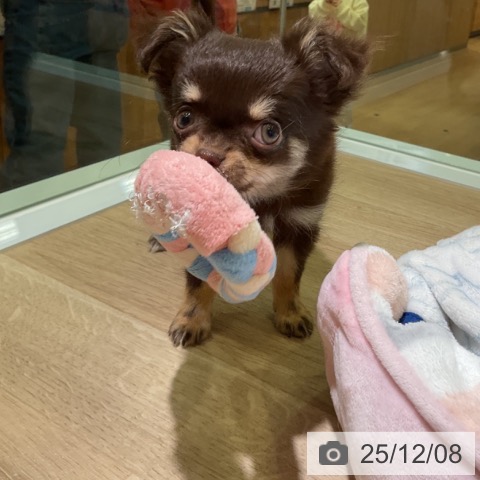 愛知県のチワワ(ロング) (ペットプラス 岡崎店/2025年9月24日生まれ/女の子/チョコレートタン)の子犬の3枚目の画像