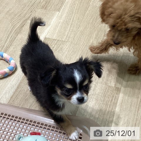 愛知県のチワワ(ロング) (ペットプラス 則武新町店/2025年9月26日生まれ/男の子/ブラックタンホワイト)の子犬の4枚目の画像