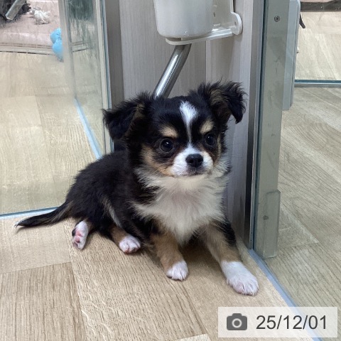 愛知県のチワワ(ロング) (ペットプラス 則武新町店/2025年9月26日生まれ/男の子/ブラックタンホワイト)の子犬の3枚目の画像