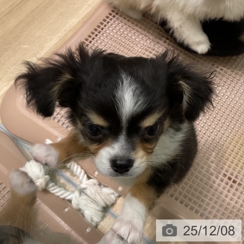 愛知県のチワワ(ロング) (ペットプラス 則武新町店/2025年9月26日生まれ/男の子/ブラックタンホワイト)の子犬の3枚目の画像