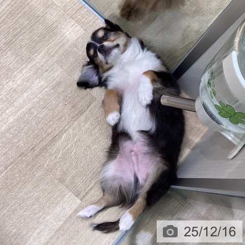 愛知県のチワワ(ロング) (ペットプラス 則武新町店/2025年9月26日生まれ/男の子/ブラックタンホワイト)の子犬の3枚目の画像