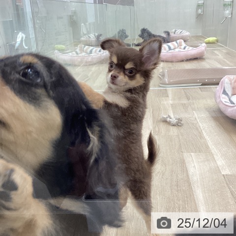 愛知県のチワワ(ロング) (ペットプラス 千音寺店/2025年9月24日生まれ/女の子/チョコレートタン)の子犬の4枚目の画像