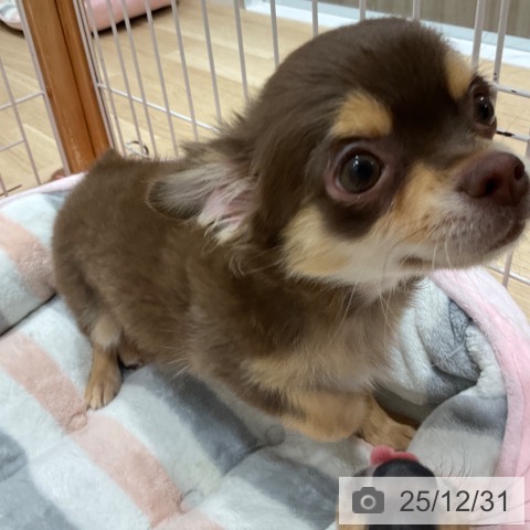 愛知県のチワワ(ロング) (ペットプラス 上飯田店/2025年9月24日生まれ/女の子/チョコレートタン)の子犬の4枚目の画像