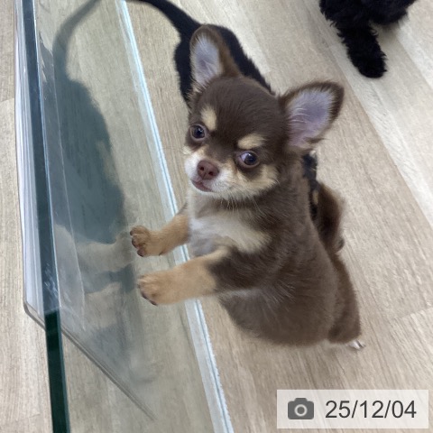 愛知県のチワワ(ロング) (ペットプラス 千音寺店/2025年9月24日生まれ/女の子/チョコレートタン)の子犬の3枚目の画像