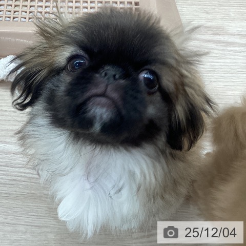 愛知県のペキニーズ (ペットプラス 豊田店/2025年9月15日生まれ/男の子/フォーン)の子犬の4枚目の画像