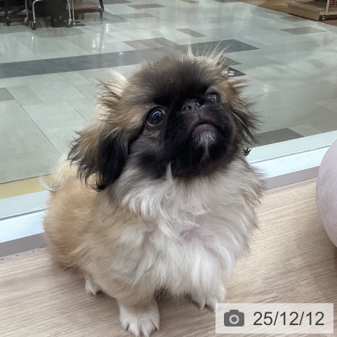 愛知県のペキニーズ (ペットプラス 豊田店/2025年9月15日生まれ/男の子/フォーン)の子犬の3枚目の画像