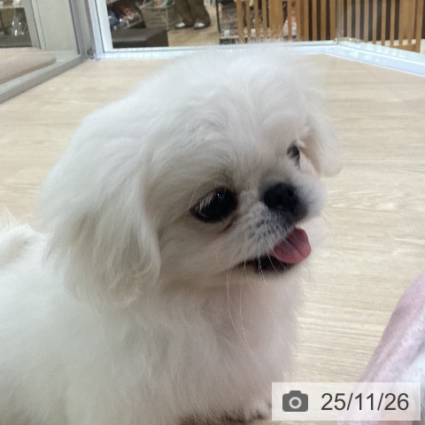 ペキニーズの写真
