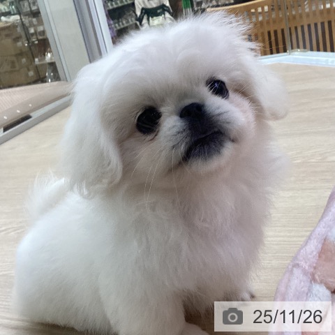 ペキニーズの写真