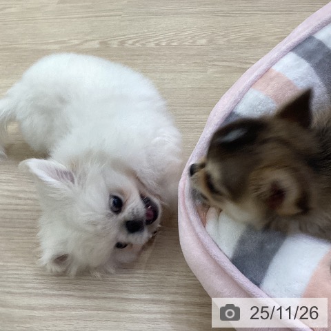 ペキニーズの写真