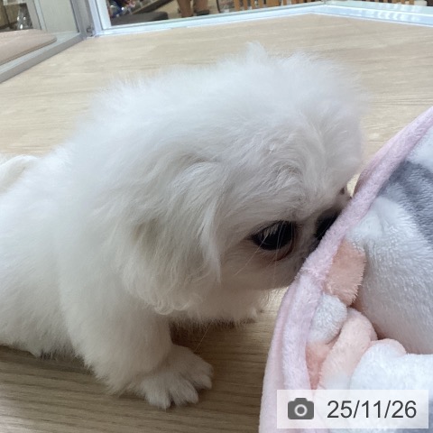 ペキニーズの写真