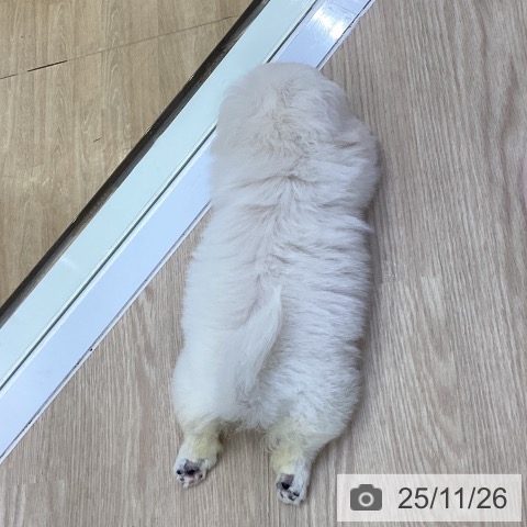 ペキニーズの写真