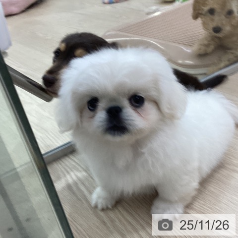 ペキニーズの写真