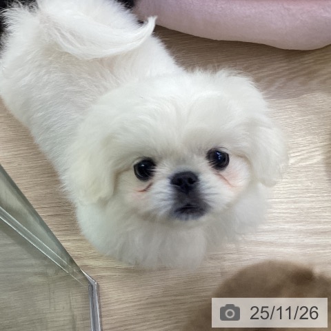 ペキニーズの写真