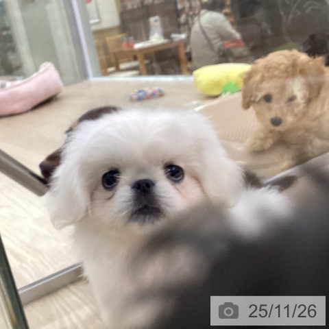 ペキニーズの写真