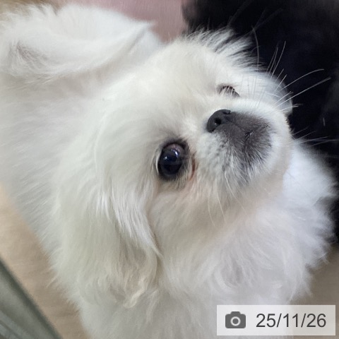 ペキニーズの写真