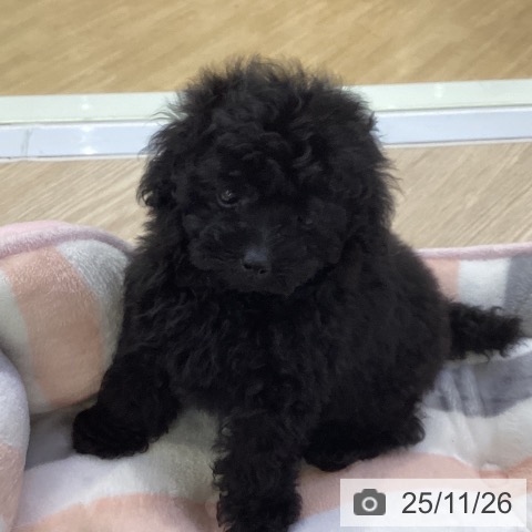 トイ・プードルの写真