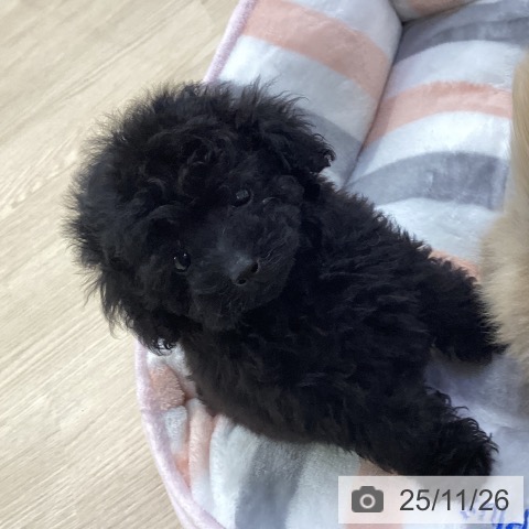 トイ・プードルの写真