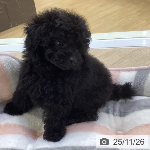 トイ・プードルの写真