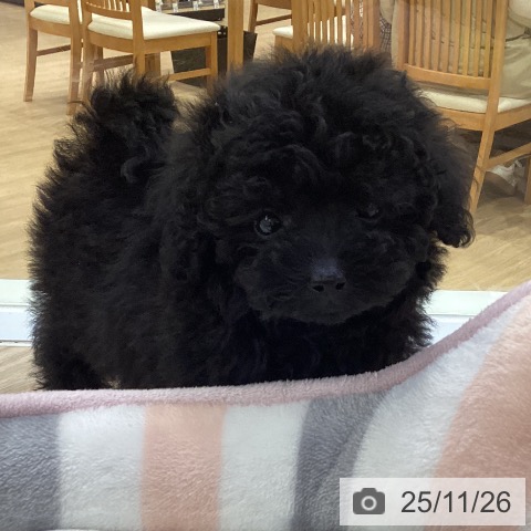 トイ・プードルの写真