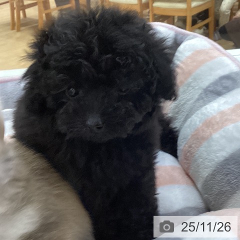 トイ・プードルの写真