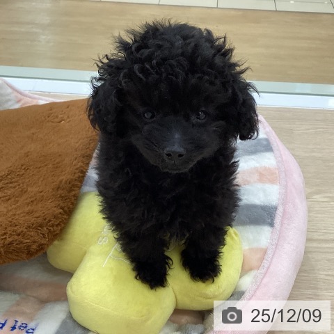 愛知県のトイプードル(トイ) (ペットプラス ナゴヤドーム前店/2025年9月20日生まれ/男の子/ブラック)の子犬の4枚目の画像