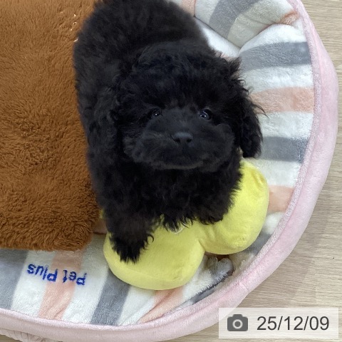 愛知県のトイプードル(トイ) (ペットプラス ナゴヤドーム前店/2025年9月20日生まれ/男の子/ブラック)の子犬の3枚目の画像