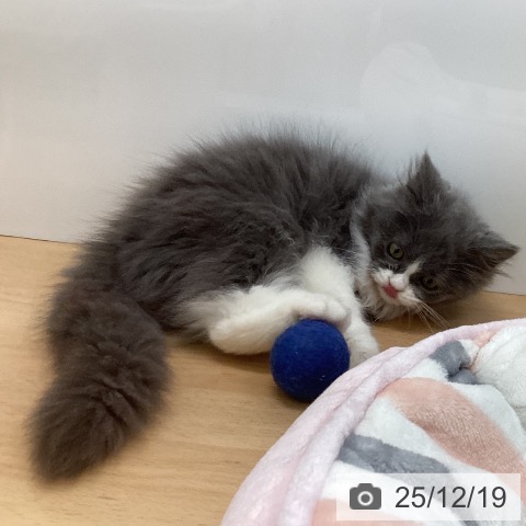 福岡県のスコティッシュフォールド (ペットプラス 黒崎店/2025年9月18日生まれ/男の子/ブルータビーホワイト)の子猫の3枚目の画像