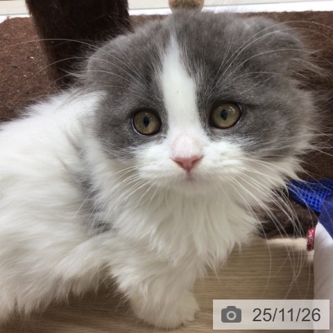 スコティッシュフォールドの写真