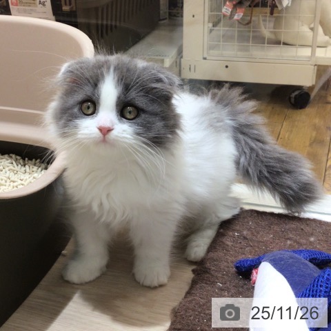 スコティッシュフォールドの写真