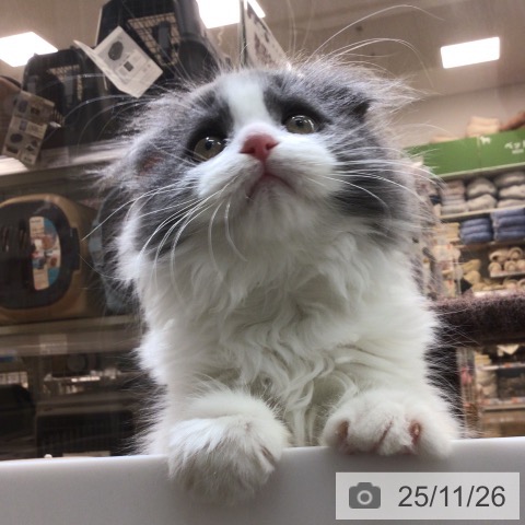 スコティッシュフォールドの写真