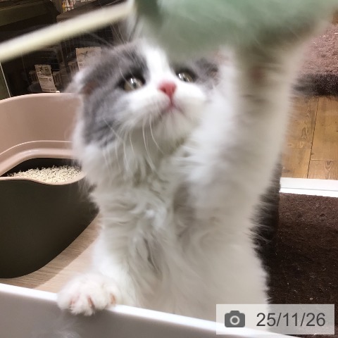 スコティッシュフォールドの写真