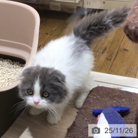 スコティッシュフォールドの写真