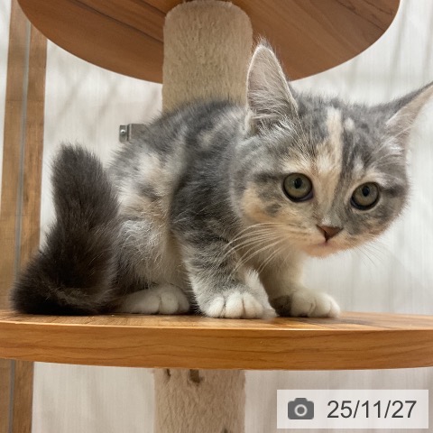 スコティッシュフォールドの写真