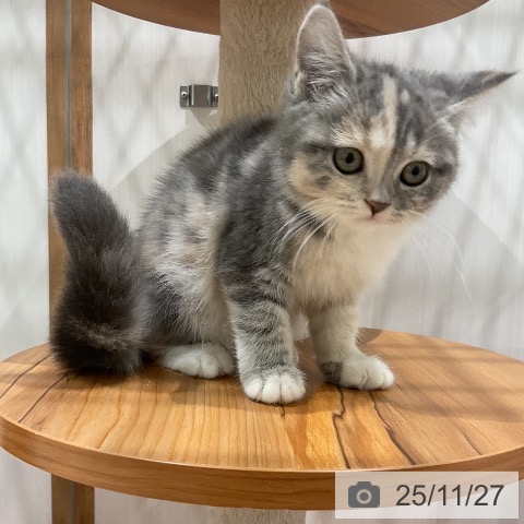 スコティッシュフォールドの写真