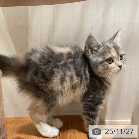 スコティッシュフォールドの写真