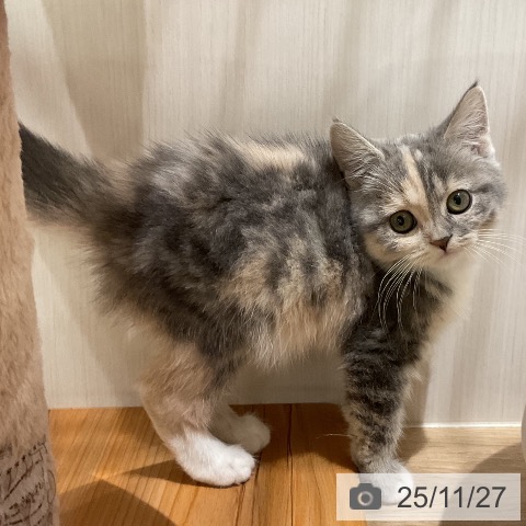 スコティッシュフォールドの写真