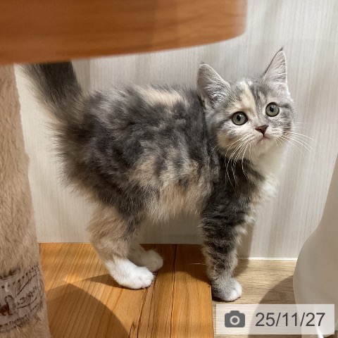 スコティッシュフォールドの写真