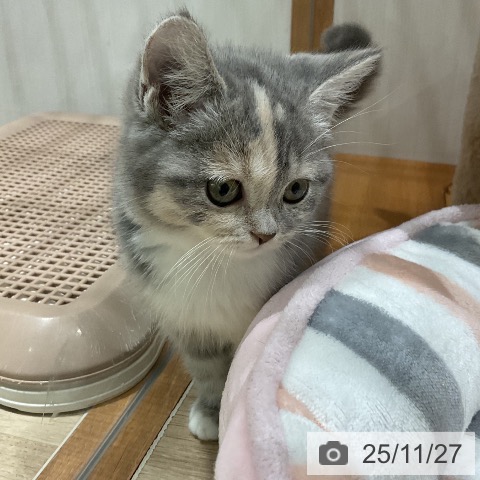 スコティッシュフォールドの写真