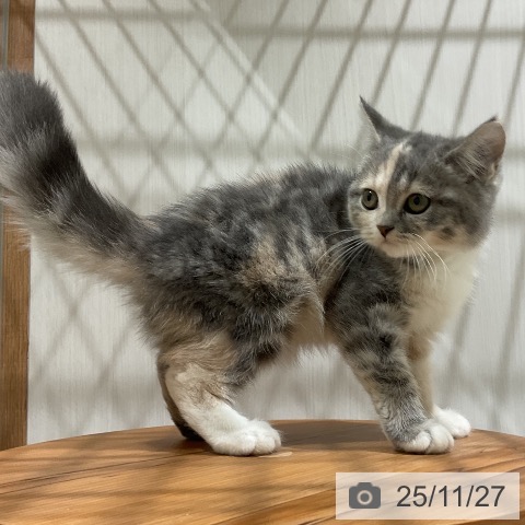 スコティッシュフォールドの写真