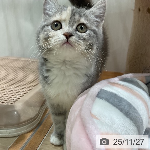 スコティッシュフォールドの写真