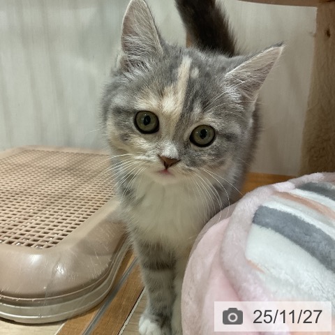 スコティッシュフォールドの写真