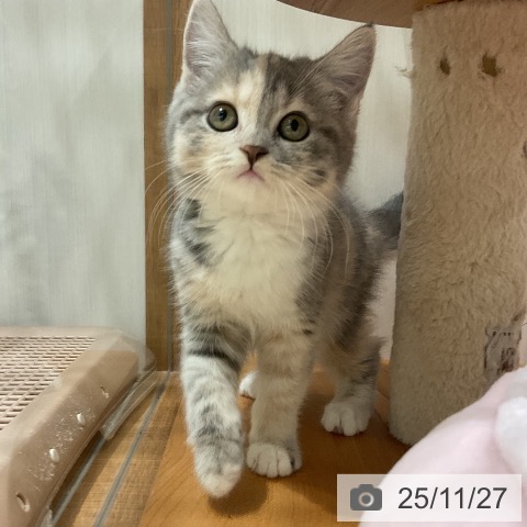 スコティッシュフォールドの写真