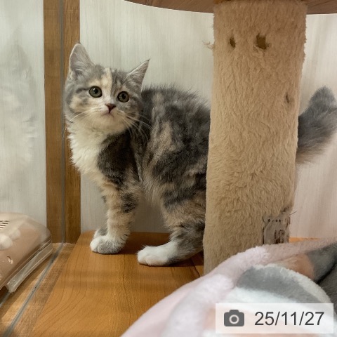 スコティッシュフォールドの写真