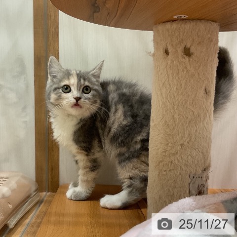 スコティッシュフォールドの写真