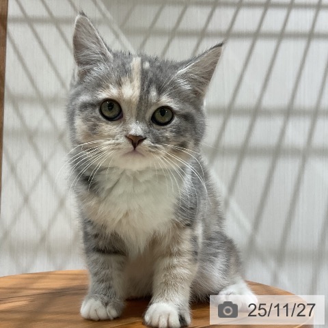 スコティッシュフォールドの写真