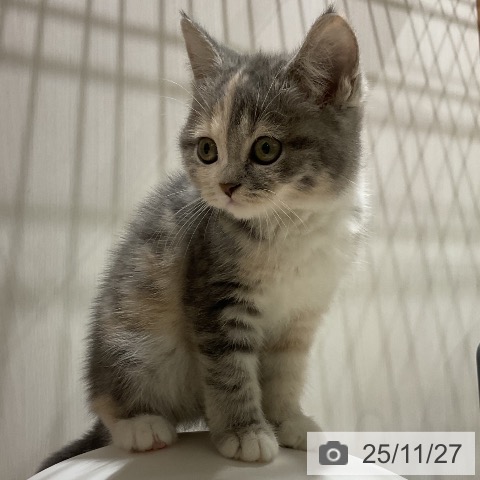 スコティッシュフォールドの写真