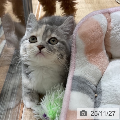 スコティッシュフォールドの写真