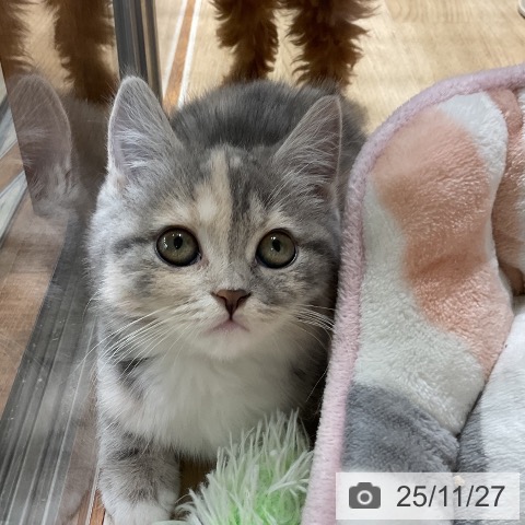 スコティッシュフォールドの写真