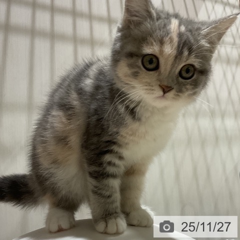 スコティッシュフォールドの写真